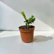 植物空間 觀葉植物 常綠植物 綠鑽羅漢松3寸