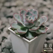【星辰多肉】蜜桃獵戶座  三吋 穩根連盆寄送。多肉植物，療癒，觀葉，多肉。（寄送會掉葉，可接受再下單）