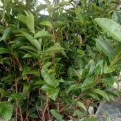 金萱茶苗蝦取宅配滿4棵出貨 紅玉茶苗紅烏龍青心烏龍28號茶苗四季春茶苗佛手茶苗福建茶可合併其它品項