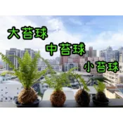 擅理植手🌿手作苔球 室內植栽 辦公小物 療癒植物 蕨類 蕾絲蕨 山蘇 合果芋 龜背芋 熊貓竹芋 水竹草 文竹 多肉植物