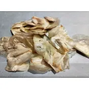 【塊根英雄】百歲蘭種子/千歲蘭/奇想天外/Welwitschia mirabilis/植物界的超奇葩品種