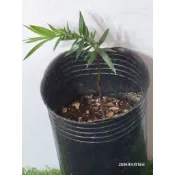 觀葉植物芬氏南洋杉，原價250出清特賣一棵190