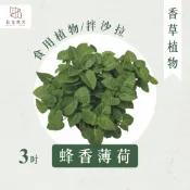 【拈花微笑】佛手柑｜蜂香薄荷｜3吋｜香草植物｜食用植物｜調味料｜泡茶飲用｜沙拉｜甜點｜藥用｜精油｜觀賞