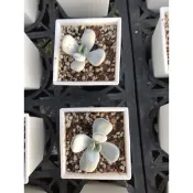 【星辰多肉】達摩福娘  三吋 穩根連盆寄送。多肉植物，療癒，觀葉，多肉。（寄送會掉葉，可接受再下單）