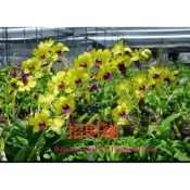 外銷款2.8吋盆.秋石斛蘭～招財貓，花梗株