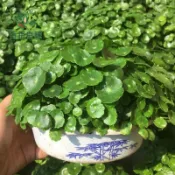 🍀金錢草種子 圓幣草 香菇錢 水草種子 水生水培土培植物 室內盆栽 招財植物 綠化造景 魚缸水草 陽台盆栽 易活植物