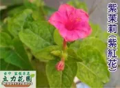 台中 立力花園 紫紅花紫茉莉 白花紫茉莉 煮飯花 洗澡花 成株地下根 珍珠一串紅 蕾芬 數珠珊瑚 珊瑚珠 念珠珊瑚