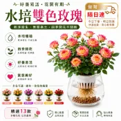 現貨 可水培 🌹自家種植【多款玫瑰花苗】🌹爆品推薦 稀有玫瑰花苗  稀有多色 進口品種 濃香型玫瑰花苗 好養活 超優