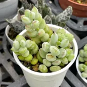 2寸 銀之鈴 （有香味）微笑多肉植物園藝