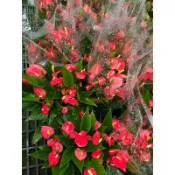百萬小星  火鶴｜5吋盆～多年生討喜小紅火鶴花⋯