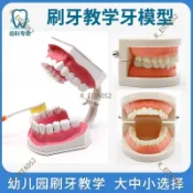 『台湾｜熱銷爆款』牙科標準牙模型牙齒模型牙模教學假牙幼兒園刷牙練習口腔兒童模型