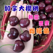 【加拿大櫻桃】4吋盆 熱帶平地改良嫁接苗 陽台果園 新手推薦 櫻桃 櫻桃苗 水果苗 果樹苗 水果盆栽 果樹盆栽 盆栽