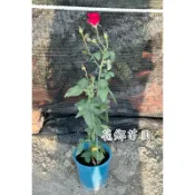 《花鄉園藝》蜜妮玫瑰、食用玫瑰、無刺玫瑰、香味