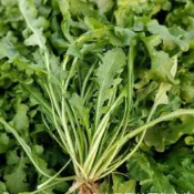 8H出貨🌿薺菜種子//耐寒好養 30天可採 春日限定美味/包餃子煮湯鮮掉眉毛/撒播即活 生長快速/陽台盆栽 新手必種