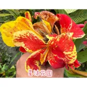 ｛星沐花園｝美人蕉、鮮紅帶黃邊