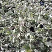水果香草 **  蔓性斑葉野薄荷/白斑野花薄荷  **  5吋盆/ 20-30公分高/ 生長快速/【花花世界玫瑰園】wu