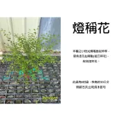 心栽花坊-燈稱花/萬點金/崗梅/梅葉冬青/6吋/綠化環境/觀花植物/特價400