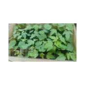 (店+)花苗-樹苗-水果樹苗【矮種木瓜】-多果實-3.5吋盆 -1組10株    -花森好市