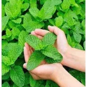 ✨檸檬香蜂草薄荷種子 清新檸檬香，多用途香草，可食用、驅蚊、盆栽觀賞，四季可播現貨速發