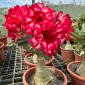 在地小農家 沙漠玫瑰 重瓣品種 嫁接5寸盆（紅妝）