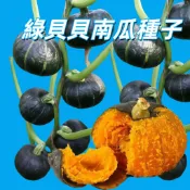 【綠貝貝南瓜種子】日本貝貝南瓜 栗子南瓜 迷你南瓜 家庭菜園 陽台盆栽 果實粉糯香甜家庭菜園 陽台盆栽 現貨 甜度高