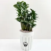 (店+)小品文化｜金璽金錢樹 6吋盆栽｜免澆水盆栽 室內盆栽 室內植物 桌上盆栽 懶人盆栽 自動吸水盆栽 質感植栽｜葉拓盆