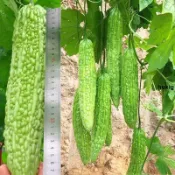 🔥🔥現貨 長綠苦瓜種子 超低價 疙瘩綠四季春季種孑特大蔬菜秧苗四季菜籽苗秧菜籽種大全