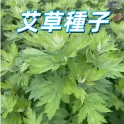 【艾草種子】優質香草植物盆栽 庭院陽台種植 艾葉中藥草 花草種子 易栽培 高發芽率快 綠化居家 新手易種植