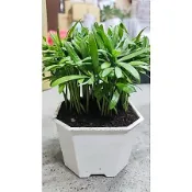 【samgreen♥️羅漢松小森林🎄】3.5吋盆/室內盆栽/空間層次感/長青翠綠