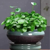 【50粒贈送50粒】銅錢草種子 土培水培綠植桌面陽台盆栽金錢草招財旺宅魚缸造景四季種植旺風水除甲醛馬蹄金種子
