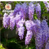 （2025）紫藤花種子🌷日本紫藤花紫藤樹種子 可盆栽造景 別墅圍墻攀爬植物種子多花紫藤種子盆栽 稀有品種 庭院圍墻爬藤耐