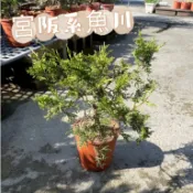 田尾玫瑰園 l 日本宮阪系魚川真柏【六吋盆 高度約25cm】觀賞價值極高的樹種 精品盆栽 松柏盆栽 (品種眾多歡迎詢問)