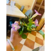 小園丁-赤道櫻草（現切支條） 、日本黑子仔菜、可水根可食用，常綠植物