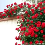高雄現發 6款月季花種子（多入組）玫瑰種子薔薇種子四季播種薔薇觀賞花種籽陽臺庭院四季開花盆栽花卉玫瑰花種子