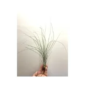 (店+)空氣鳳梨 大三色 Tillandsia juncea