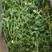 【萌寵健康牧草屋】農場直送兔子草 萌寵牧草 過篩 甜小麥 提摩西一割 二割 苜蓿 燕麥草 百幕達 營養均衡龍貓豚鼠荷蘭豬