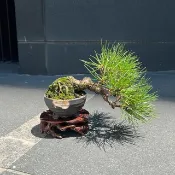 日本三河黑松∣小品半懸崖盆景 禪境盆栽