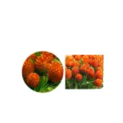 (店+)【蔬菜之家】大包裝H32.美洲千日紅橙色種子3克約600顆(花卉種子 高50~70cm 千日紅 花類種子)