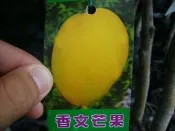╭＊田尾玫瑰園＊╯新品種水果苗-(香文芒果) 保有土芒果香、中型果 .纖維少、甜而多汁
