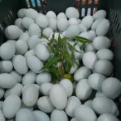 鴨仔蛋   生鴨蛋  鹹蛋  皮蛋   六顆以上可出貨 可混搭