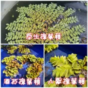 【水畝田】 漂浮系 水生植物 (槐葉蘋、水鱉、蛙蹼草、圓心萍、玫瑰水芙蓉、紅毛丹、浮蘚)