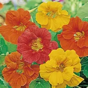 ↖     金蓮花      半重辦混合 (種子)　可食用有芥末未   特價↗