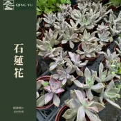 【青嶼】石蓮花｜觀音草｜可食用多肉植物｜耐旱盆栽｜陽台植栽｜懶人植物