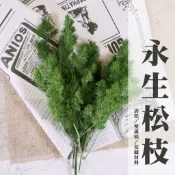 【材料王批發｜台灣現貨】永生壽松 染色壽松 蓬萊松 聖誕松｜聖誕圈材料 永生花 乾躁花 1/4