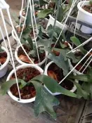 花花世界_蕨類植物--駝鹿鹿角蕨---葉形優美 /6吋盆苗/高15-20公分/TW