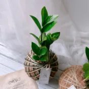 金錢樹苔球｜手工苔球盆栽・耐陰好養・招財植物・辦公室/居家擺設