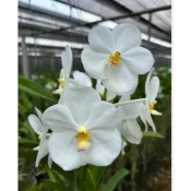 大眾蘭園  萬代蘭Vanda Nopporn white Diamond