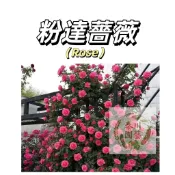 嘉義現貨（粉達薔薇花種子MG-34）Rose薔薇種子 粉紅係大花爬藤玫瑰種子庭院陽台灑下就能活懶人觀賞花卉花海種子