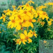 芳香萬壽菊種子  四季種植 夏日可驅蚊效果好 室內四季好養易活 耐寒耐熱 耐旱 花卉陽台庭院四季開花