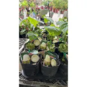 ★綠霖園藝★榴槤白可可 4寸盆 觀賞植物/水果樹苗/新興果樹/果苗/嫁接/植物/盆栽